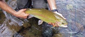 Trout Fishing Tournament @ Cheat  River